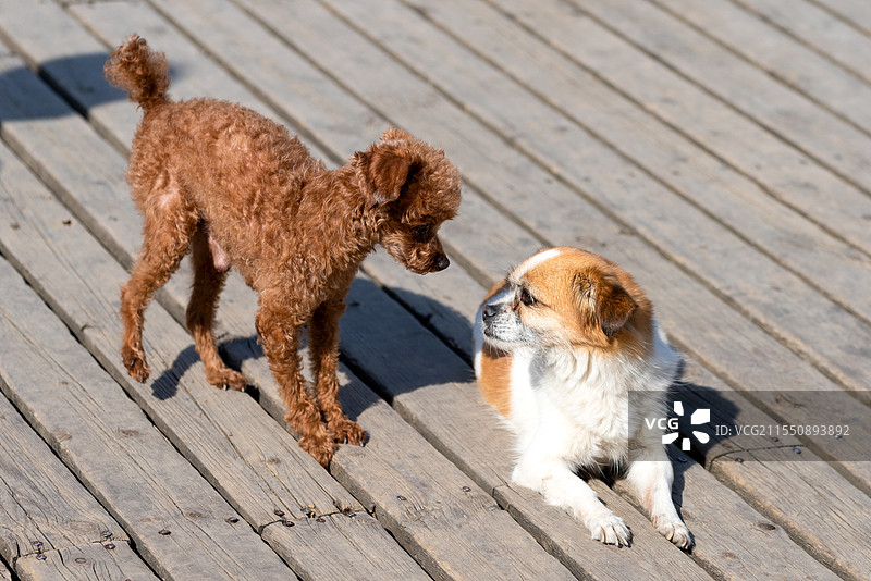 两只可爱的小狗图片素材