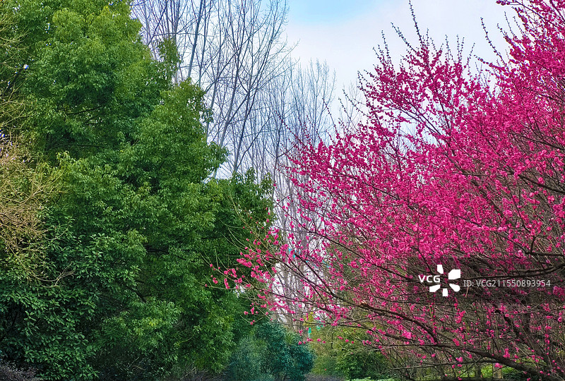 三月常州迎春图片素材