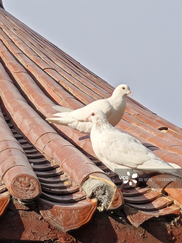 水磨沟公园鸽子咕咕咕图片素材