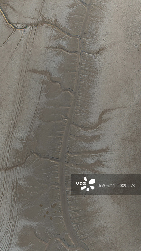 盐城黄海野鹿荡·大地之树图片素材