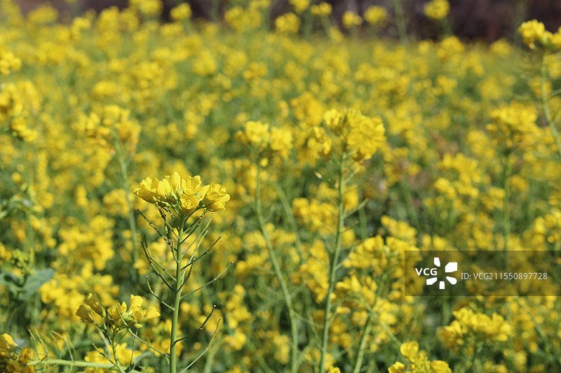 春天的油菜花图片素材