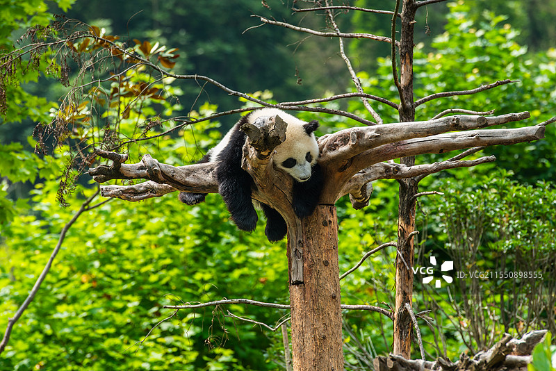 中国四川阿坝汶川神树坪基地—可爱的国宝大熊猫图片素材
