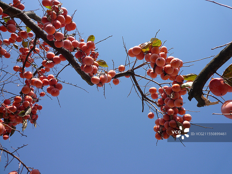 硕果累累图片素材