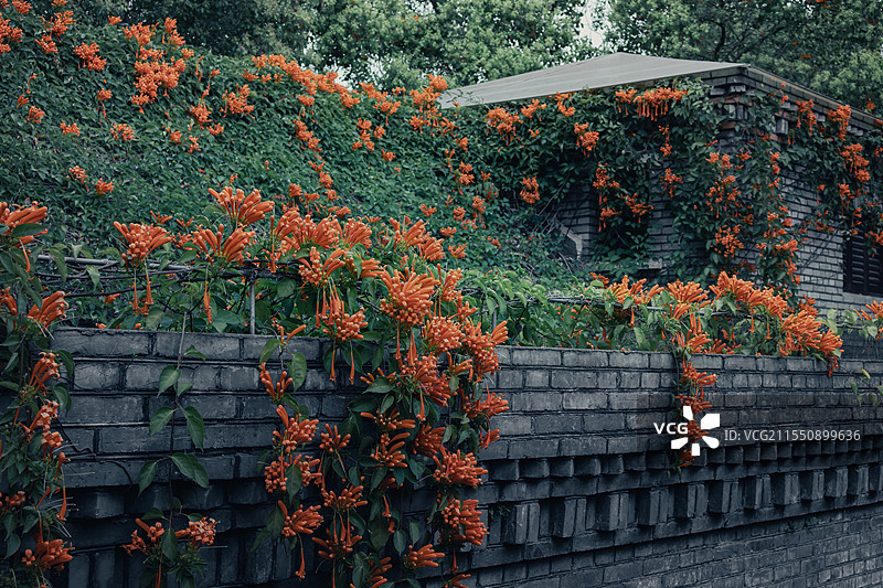 炮仗花图片素材