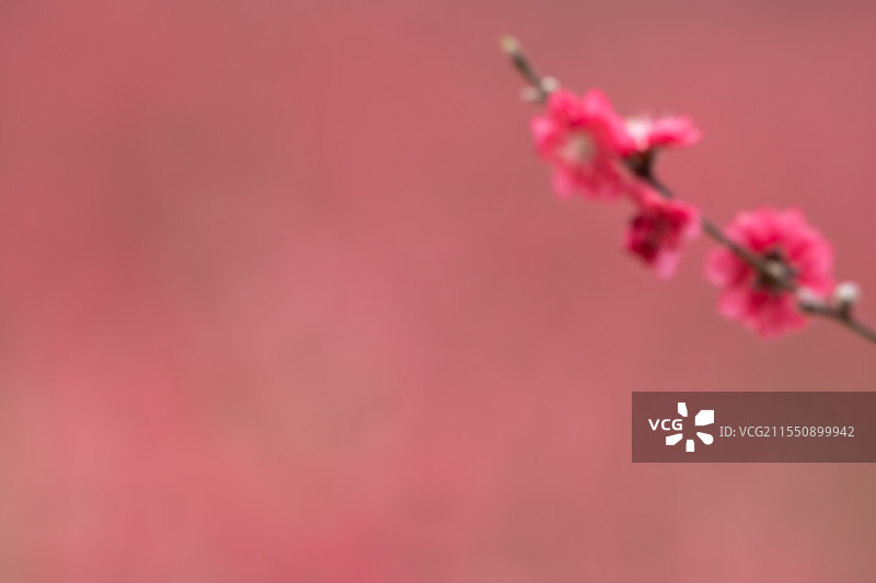 模糊的桃花背景图片素材