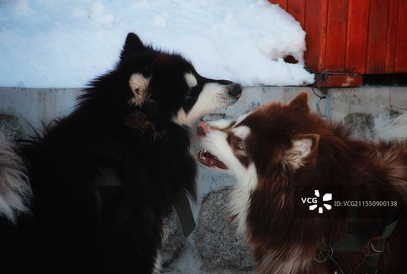 哈尔滨雪橇犬雪地打架图片素材