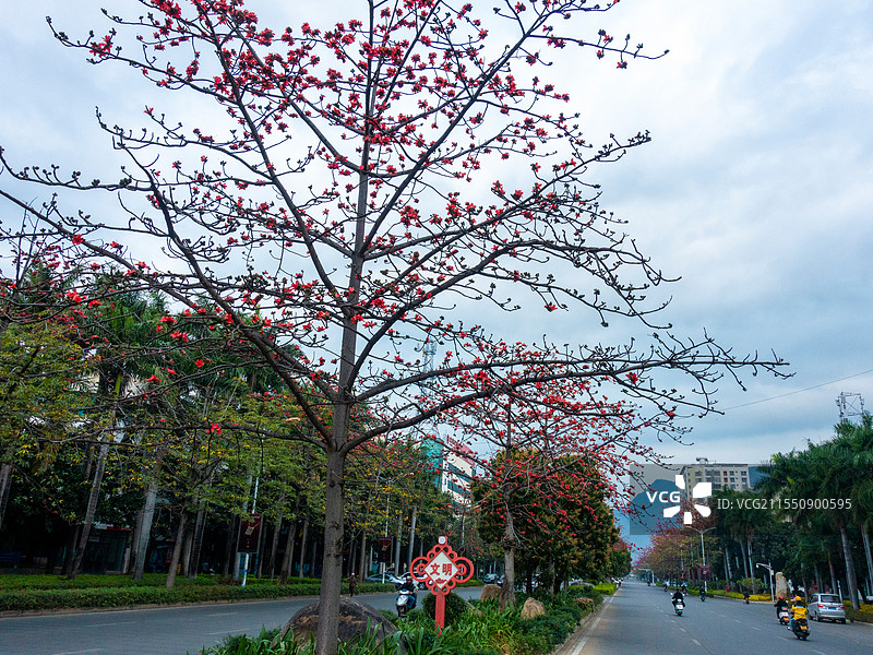 云南省玉溪市元江县街道攀枝花景观图片素材