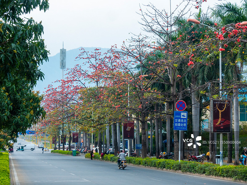云南省玉溪市元江县街道攀枝花景观图片素材