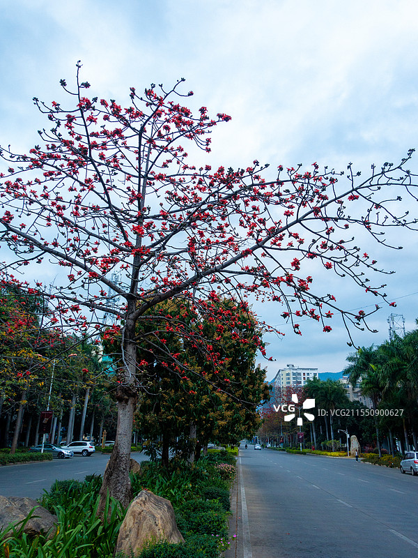 云南省玉溪市元江县街道攀枝花景观图片素材