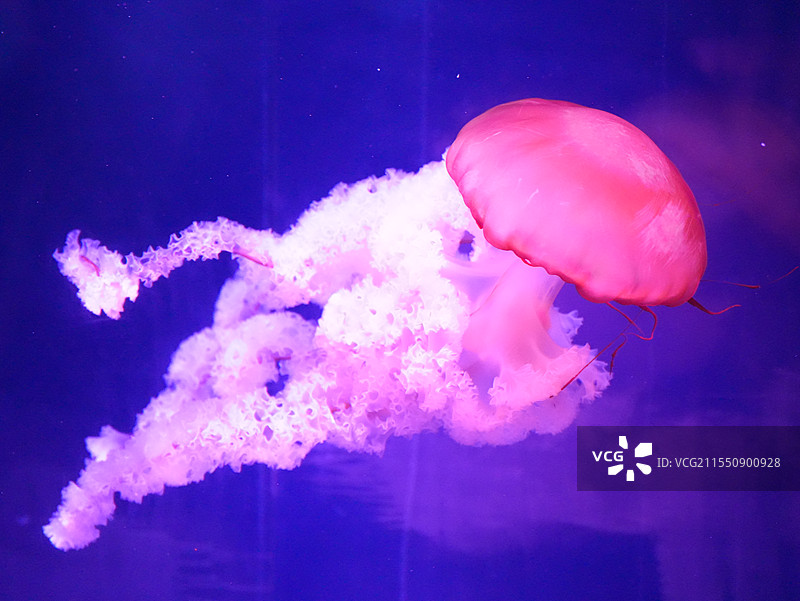 水母在水族馆游泳的特写镜头图片素材