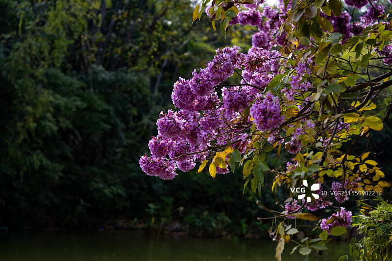 西双版纳曼听公园里的花图片素材