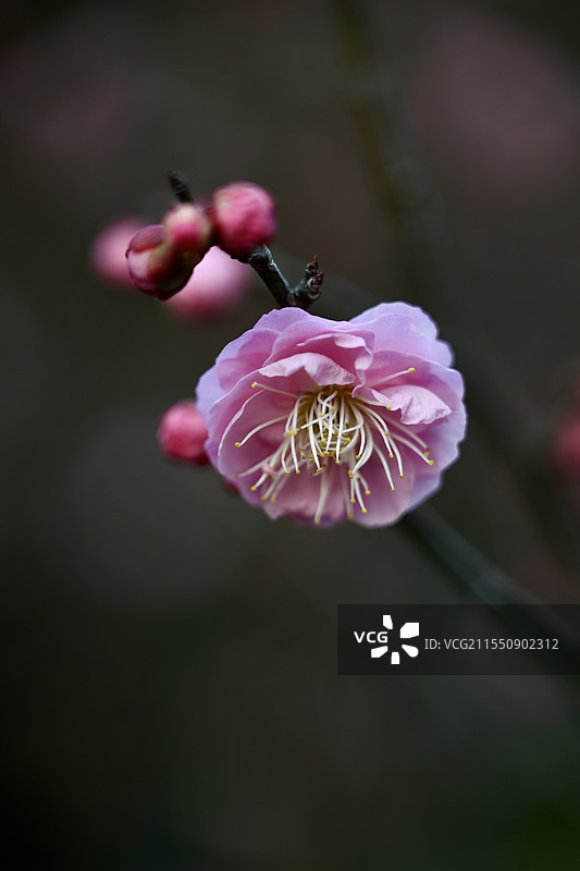 梅花图片素材