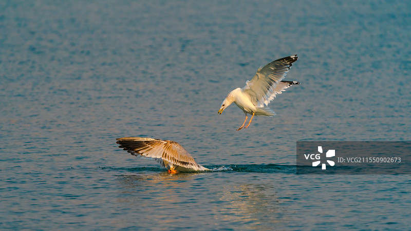 掩耳盗铃图片素材