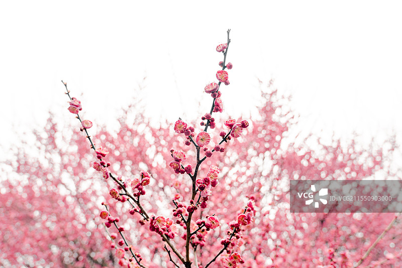 枝头俏红梅图片素材