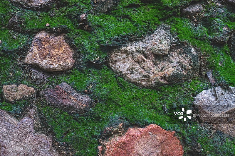 中国野生植物拍摄主题，地面上长出一片绿色的湿润的青苔苔藓，户外白昼无人图像摄影图片素材
