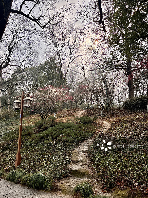 西湖孤山公园小路图片素材