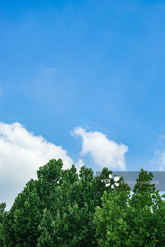 中国野生植物拍摄主题，低视角仰拍蓝色的天空和法国梧桐树，户外白昼无人图像摄影图片素材