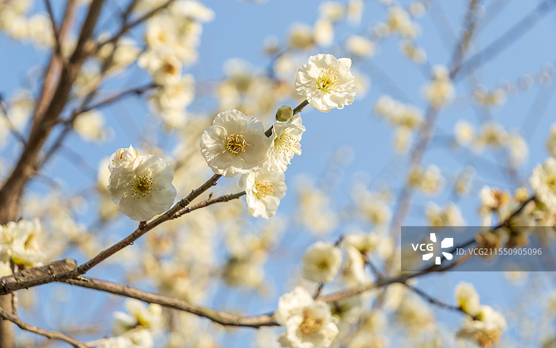 杭州西溪湿地梅花图片素材