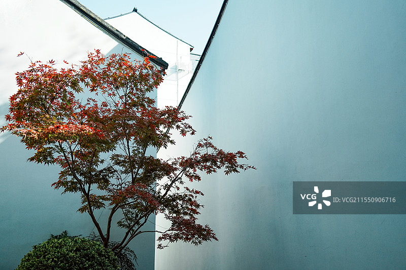 中式园林白墙黛瓦与枫叶相映成趣图片素材