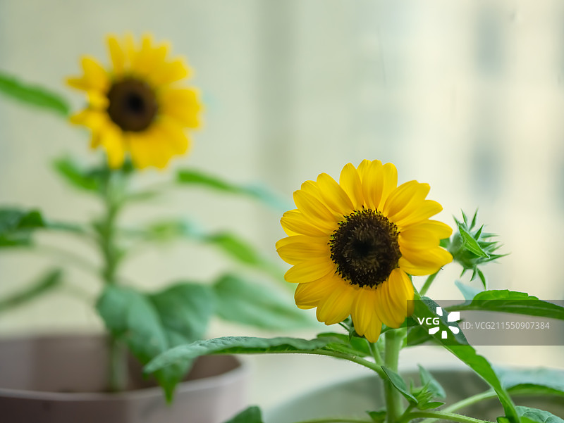 向日葵特写图片素材