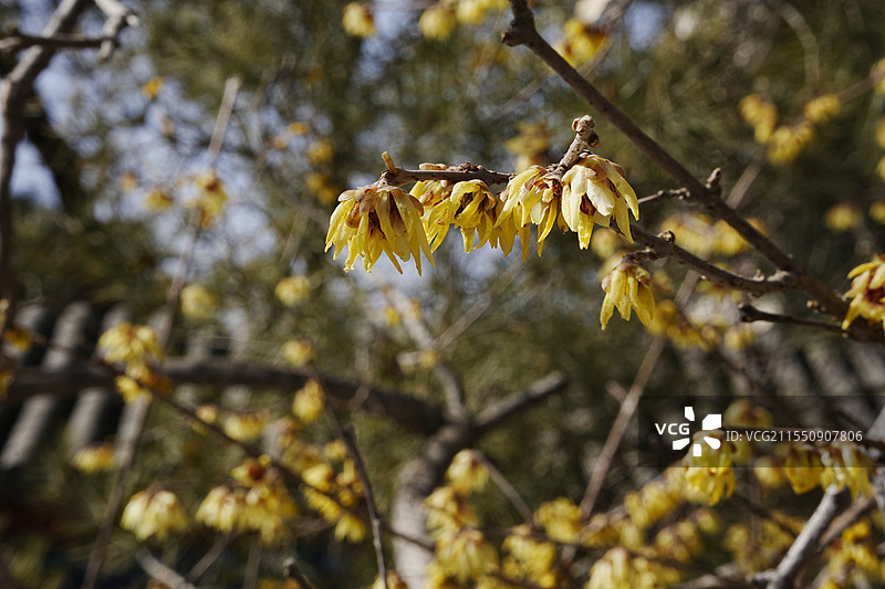 月坛蜡梅图片素材