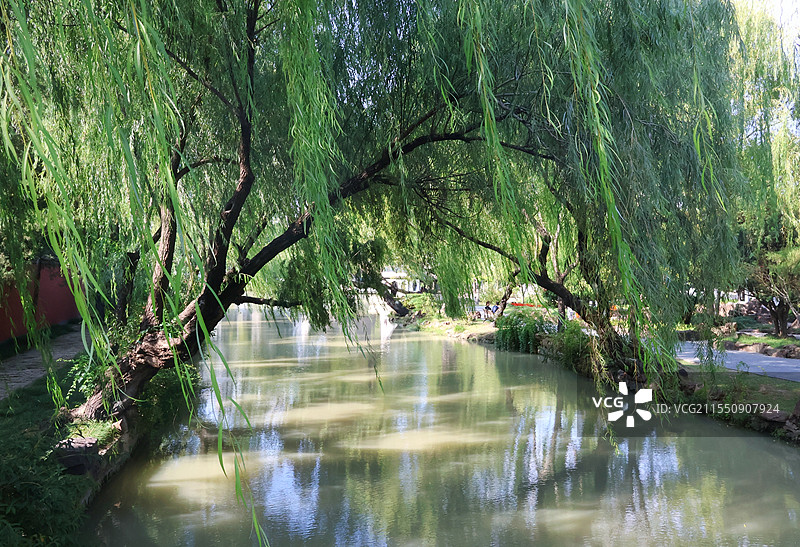 公园里的柳树图片素材