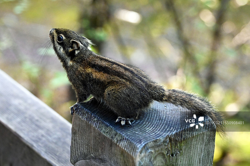 四川九寨沟风景区-野生松鼠图片素材