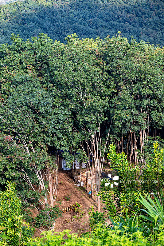 云南西双版纳基诺山脉茂盛的热带雨林图片素材