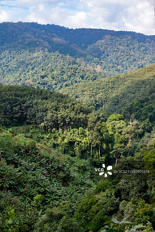 云南西双版纳基诺山脉茂盛的热带雨林图片素材