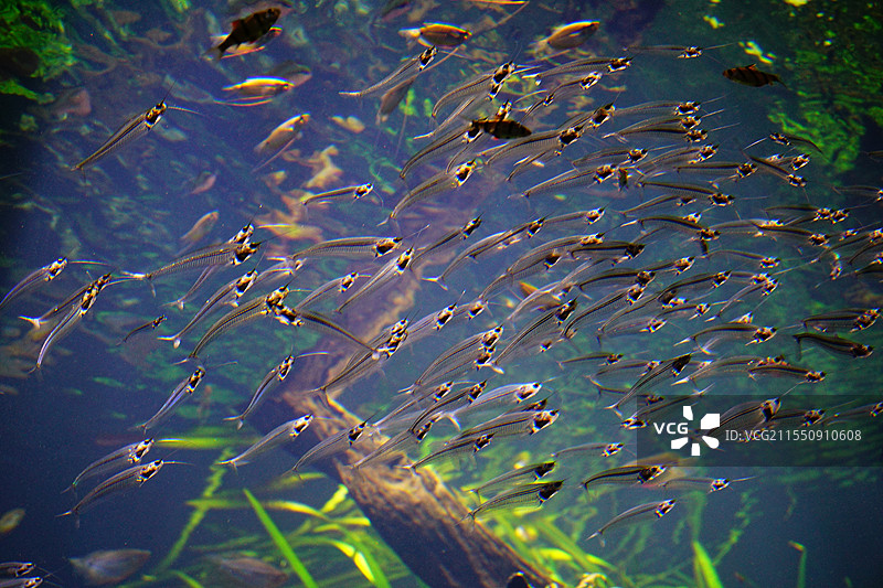 鱼在海里游泳的特写镜头图片素材