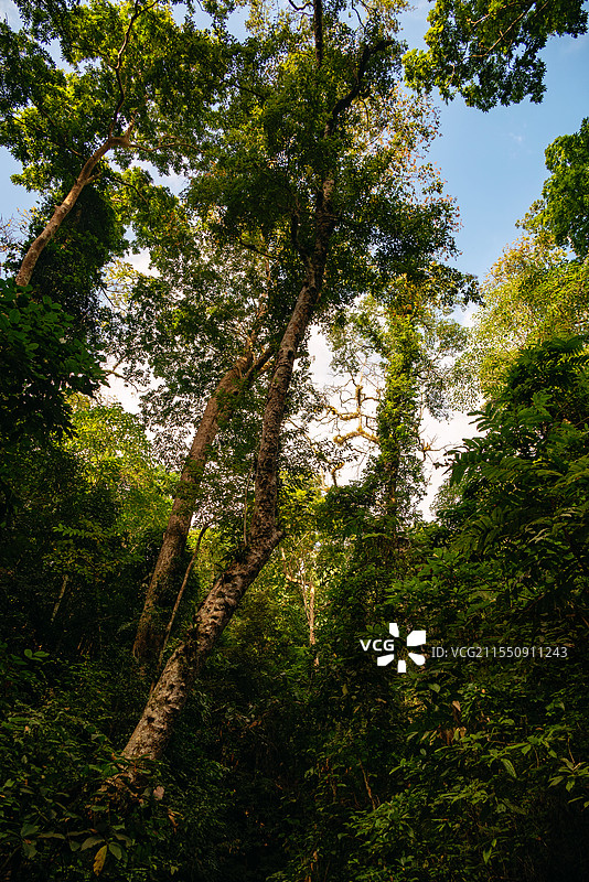 云南西双版纳基诺山阳光下葱郁的热带雨林图片素材