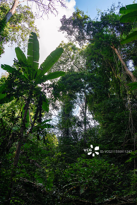 云南西双版纳基诺山阳光下葱郁的热带雨林图片素材