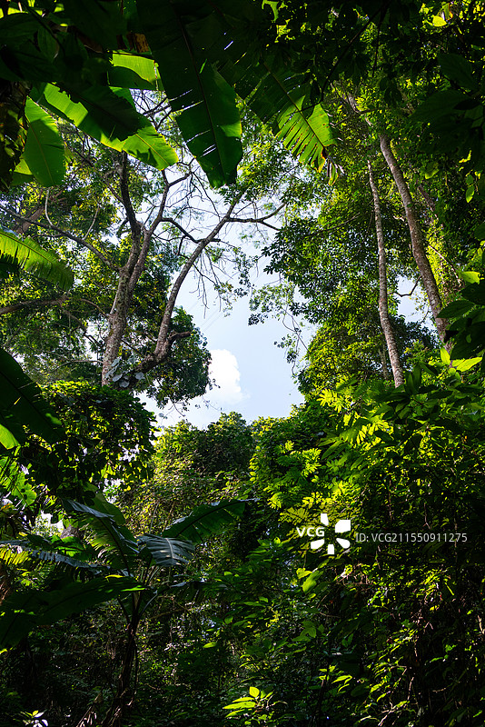 云南西双版纳基诺山阳光下葱郁的热带雨林图片素材