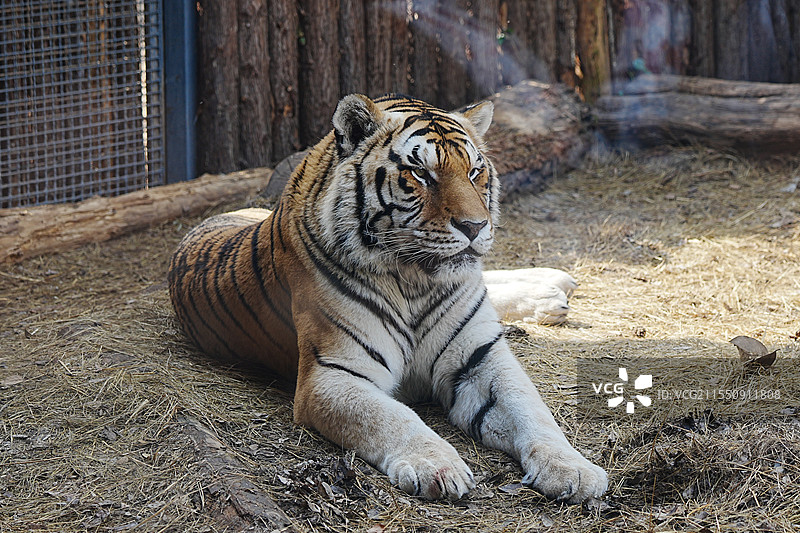 红山动物园，老虎图片素材