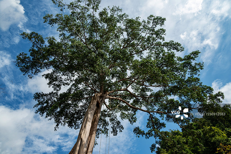 云南西双版纳基诺山热带雨林参天大树图片素材