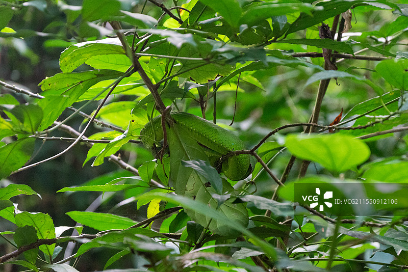 云南西双版纳基诺山热带雨林树叶里的青蛇图片素材