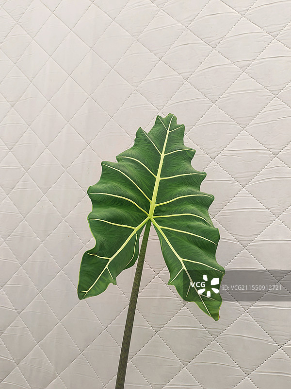 脉络分明的芋叶图片素材