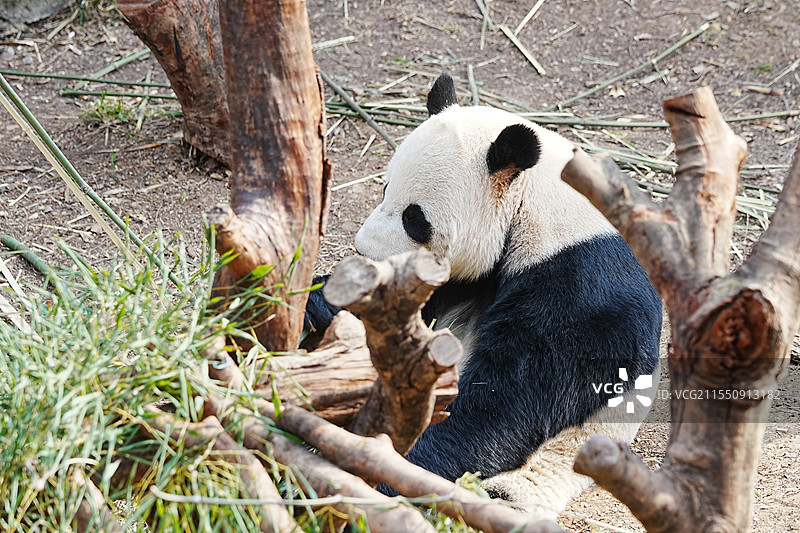 红山动物园，大熊猫图片素材
