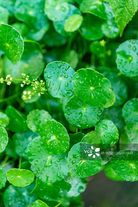 中国野生植物拍摄主题，春天的石楠绿植，嫩枝上生长出绿色的积雪草嫩芽和绿色的树叶子，户外无人图像摄影图片素材
