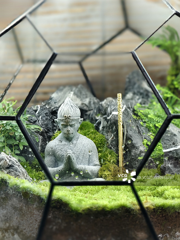 苔藓微景观特写镜头图片素材