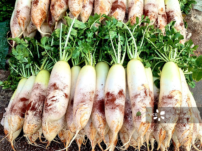 排列整齐的白萝卜图片素材