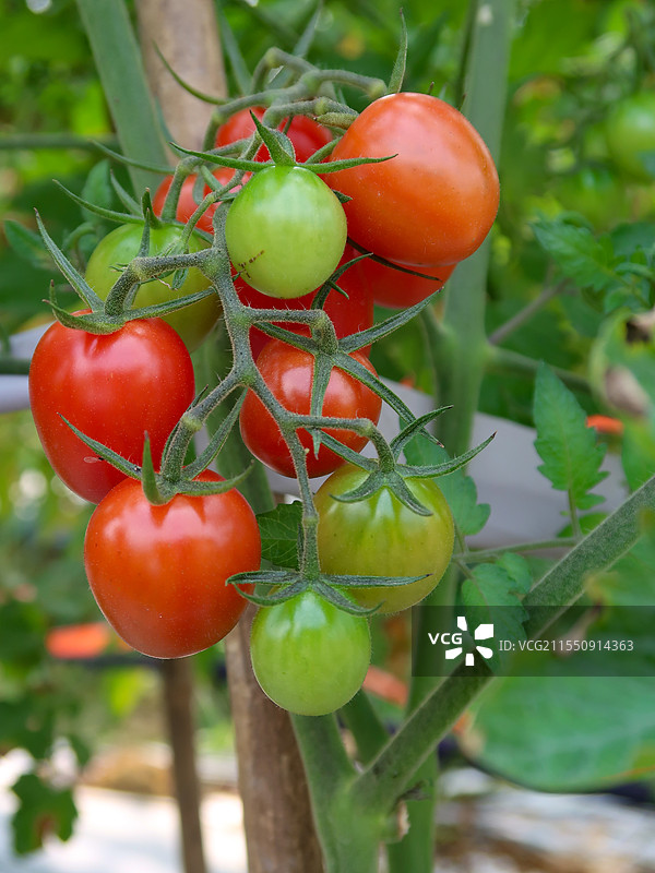 采摘园的圣女果图片素材