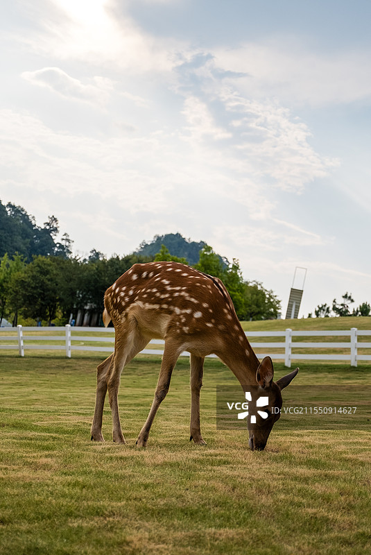 无人,户外,草,篱笆,动物,一只动物,绿色,自然,牲畜,哺乳纲,田地,鹿,梅花鹿,吃草的鹿,动物摄影图片素材