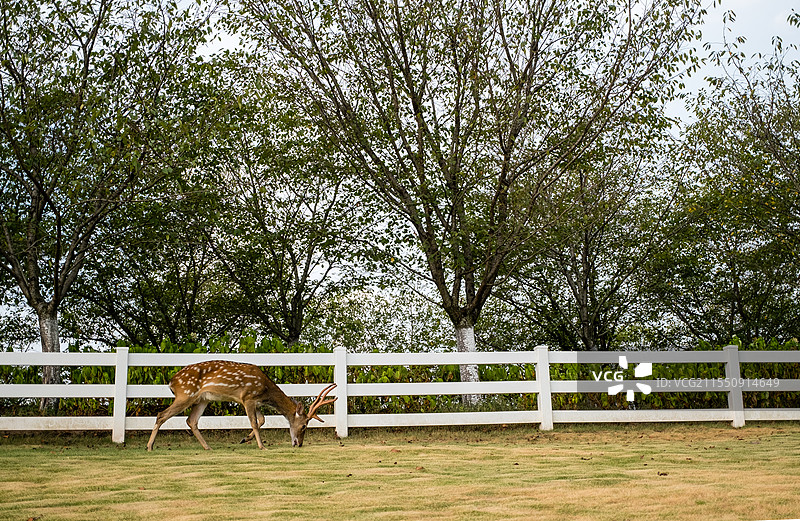 无人,户外,草,篱笆,动物,一只动物,绿色,自然,牲畜,哺乳纲,田地,鹿,梅花鹿,吃草的鹿,动物摄影图片素材