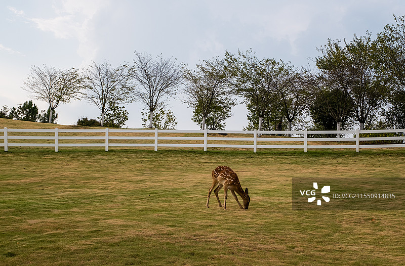 无人,户外,草,篱笆,动物,一只动物,绿色,自然,牲畜,哺乳纲,田地,鹿,梅花鹿,吃草的鹿,动物摄影图片素材