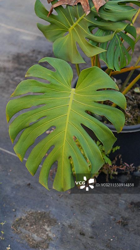 龟背竹叶片图片素材