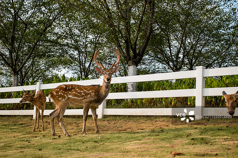 无人,户外,草,篱笆,动物,一只动物,绿色,自然,牲畜,哺乳纲,田地,鹿,梅花鹿,吃草的鹿,动物摄影图片素材