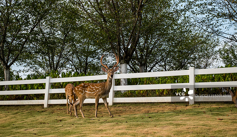 无人,户外,草,篱笆,动物,一只动物,绿色,自然,牲畜,哺乳纲,田地,鹿,梅花鹿,吃草的鹿,动物摄影图片素材