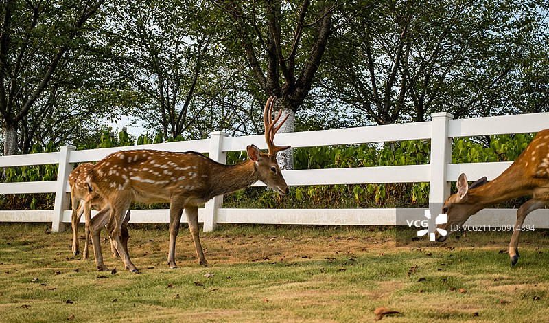 无人,户外,草,篱笆,动物,一只动物,绿色,自然,牲畜,哺乳纲,田地,鹿,梅花鹿,吃草的鹿,动物摄影图片素材