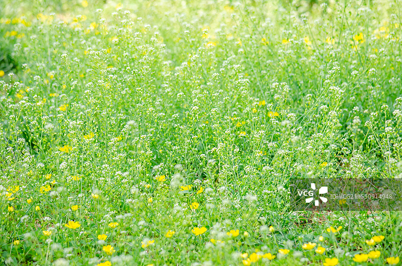中国野生植物和野外植物拍摄主题，春天的田地里生长出一片绿色的荠菜花，户外白昼无人图像摄影图片素材